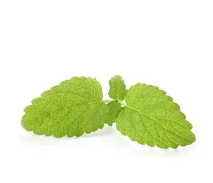 Lemon balm