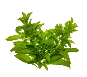 Stevia