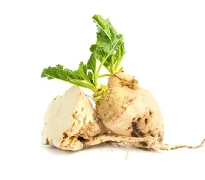 Sugar beet
