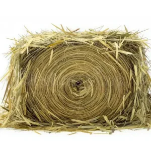 Forage / Fodder Crops