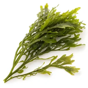 Seaweeds / Aquatic Crops