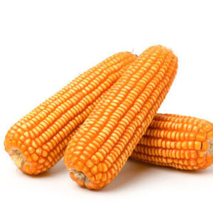 Corn