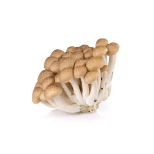 Enoki