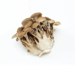 Maitake