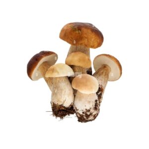 Porcini
