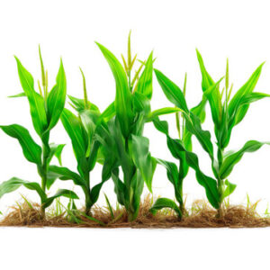 Plantation / Industrial Crops