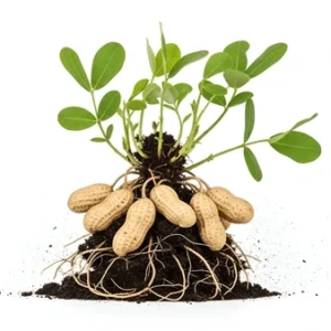 Root Crops & Tubers